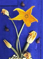 Flowering courgettes